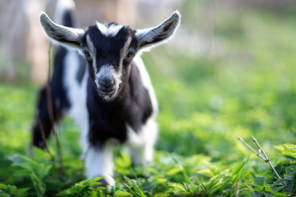 istock Young goatling with soft black and white fur 1051735326