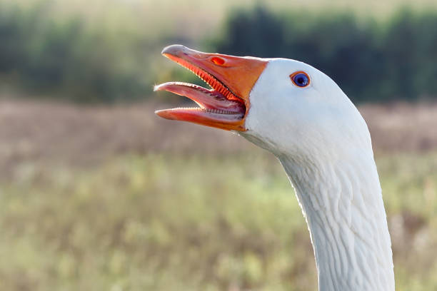 Head from white goose in the profile who shows his tongue stock photo