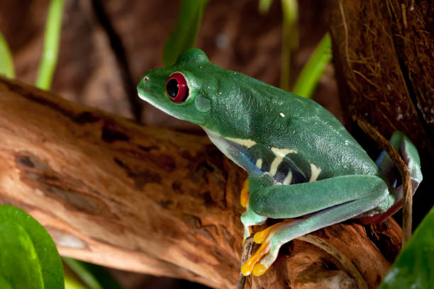 istock Red eye frog sitting on the tree branch 1051735516
