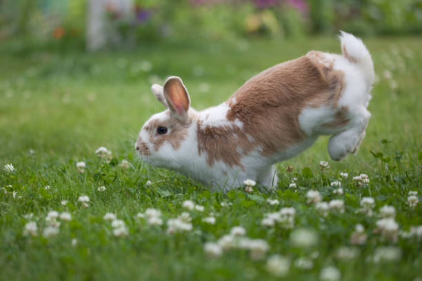 Funny easter rabbit stock photo