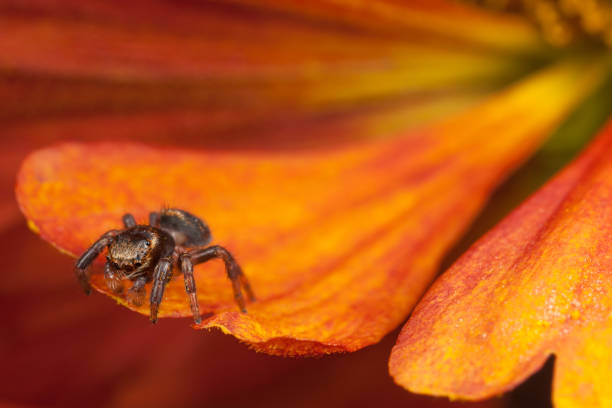 istock Jumping spider on the orange flower petal 1051735570