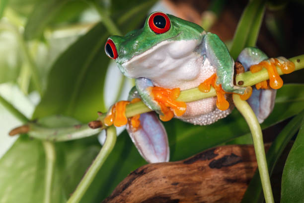 istock Red eyed tree frog sitting on the plant 1051735584