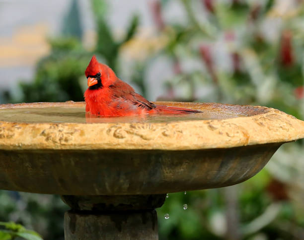 simpatico uccello cardinale del nord maschile - birdbath foto e immagini stock