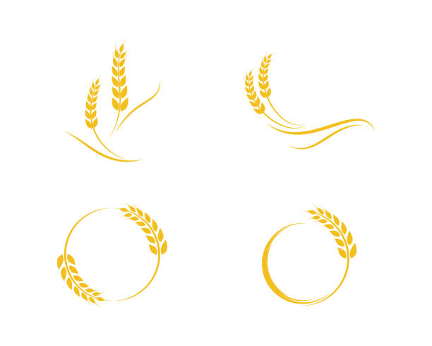 ilustrações, clipart, desenhos animados e ícones de trigo de agricultura modelo de logotipo - trigo