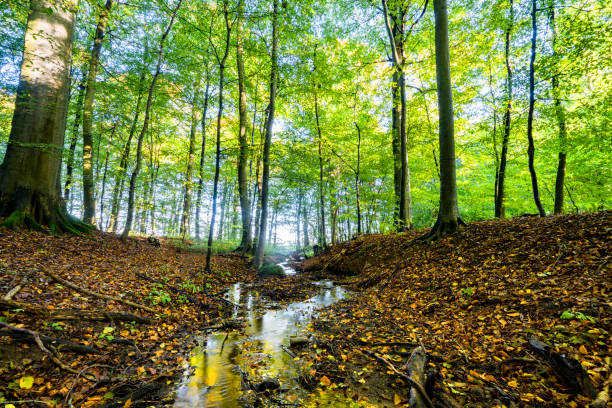 Autumn meeting spring in a green forest with a small river
