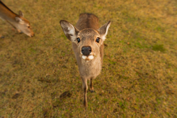 istock Autumn maple red with cute deer, Nara, Japan 1051743558