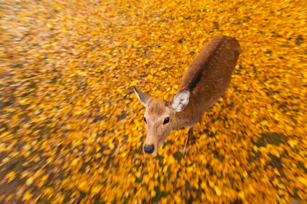 istock Autumn maple red with cute deer, Nara, Japan 1051743630
