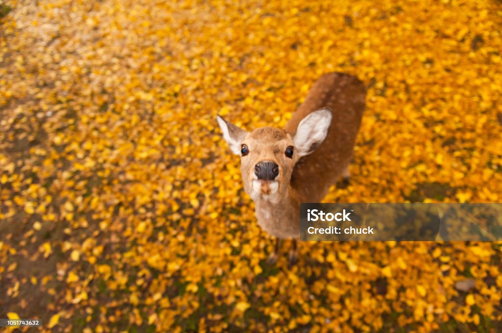 Autumn maple red with cute deer, Nara, Japan Nara Prefecture Stock Photo