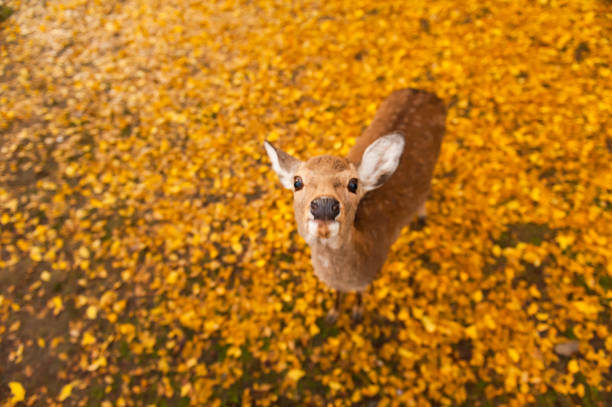Autumn maple red with cute deer, Nara, Japan stock photo