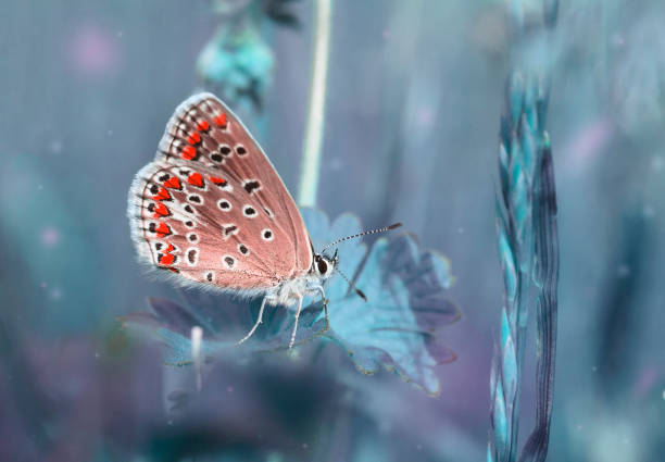istock Dreamy blue field with flying red butterfly, magic morning 1051749120