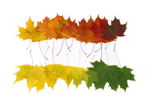 istock color palette from autumn leaves, isolated 1051752664