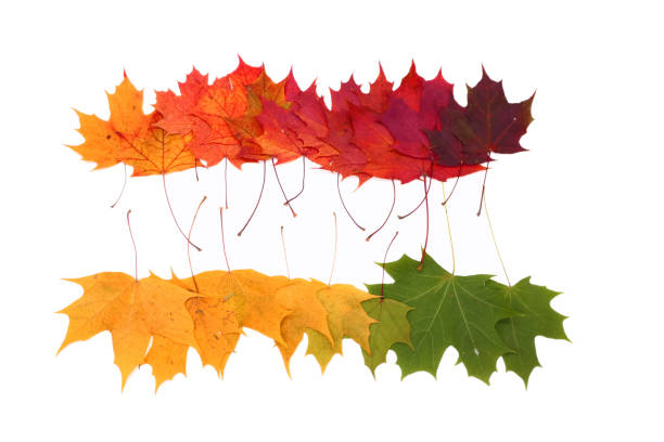 istock color palette from autumn leaves, isolated 1051752678