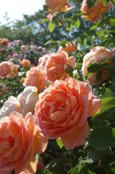 istock Rose - Apricot 'Lady of Sharlott' 1051753152