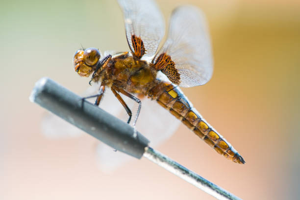 Dragonfly Macro Macro close up of a dragonfly insect. calopteryx syriaca stock pictures, royalty-free photos & images