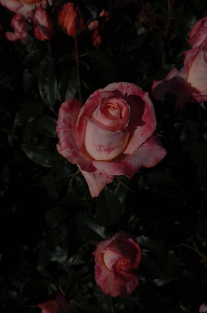 istock Rose - Light Cream and Faint Red 'Frohsinn'82' 1051753984