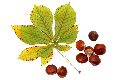 ripe chestnut and leaves close up, isolated