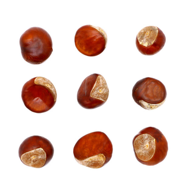 istock ripe chestnut close up, isolated 1051754210