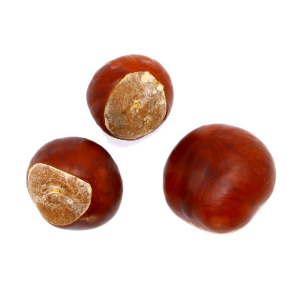 istock ripe chestnut close up, isolated 1051754390