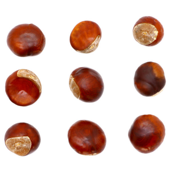 istock ripe chestnut close up, isolated 1051758848