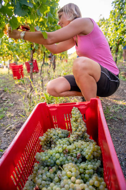 istock Young Woman Harvesting White Grapes 1051762426