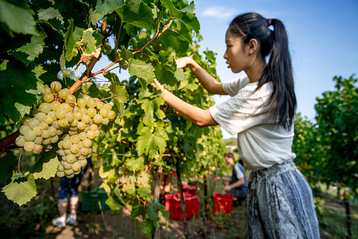 Young Chinese Woman Harvesting White Grapes.
