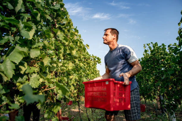 istock Adult Man Carrying Basket in Vineyard 1051762490