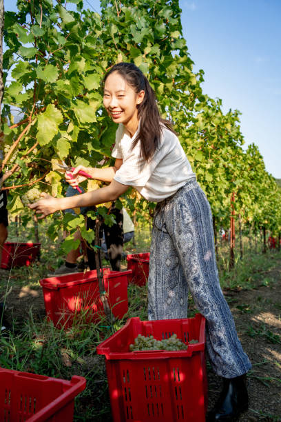 istock Smiling Young Chinese Woman Harvesting Grapes 1051762492
