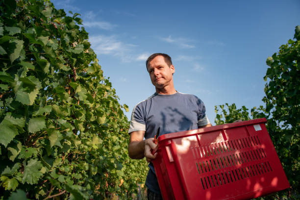 istock Adult Man Carrying Basket in Vineyard 1051762496