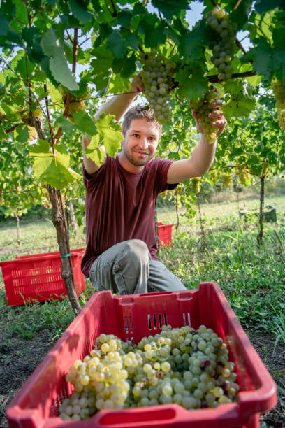 istock Smiling Adult Man Harvesting White Grapes 1051762516