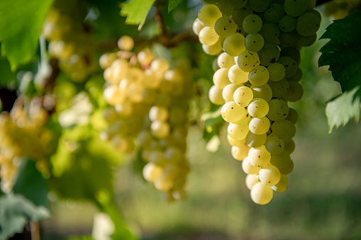 Close-up of White Grapes on Vine outdoors.