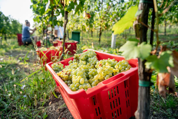 istock Basket Full of Harvested White Grapes in Vineyard 1051762552