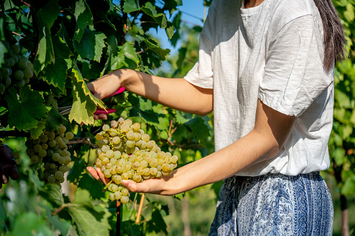 Unrecognizable Young Woman Harvesting White Grapes.