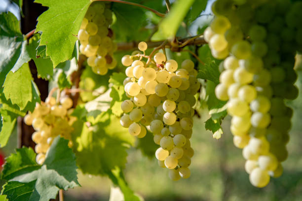 istock Close-up of White Grapes on Vine 1051762572