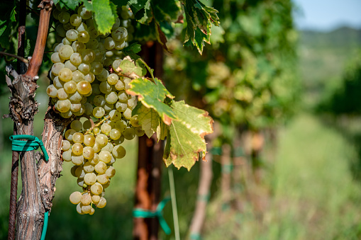 Close-up of White Grapes on Vine outdoors.