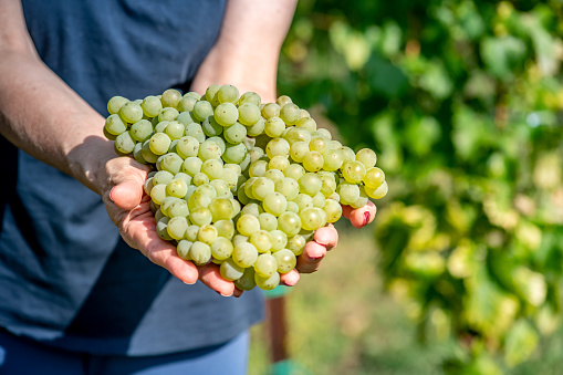 Woman Holding White Grapes in hand.