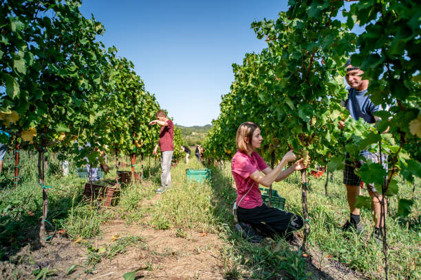 ブドウ畑のブドウを収穫している人々 のグループ - family grape ストックフォトと画像