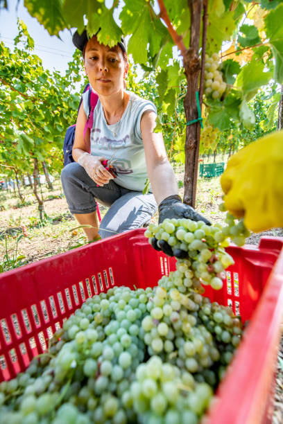 istock Women Putting Harvested Grapes in Basket 1051762796