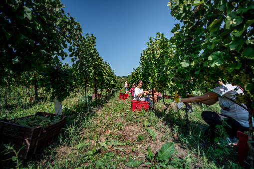 Group of People Harvesting Grapes in Vineyard.