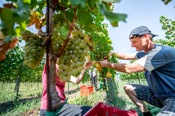 istock Group of People Harvesting Grapes in Vineyard 1051762902
