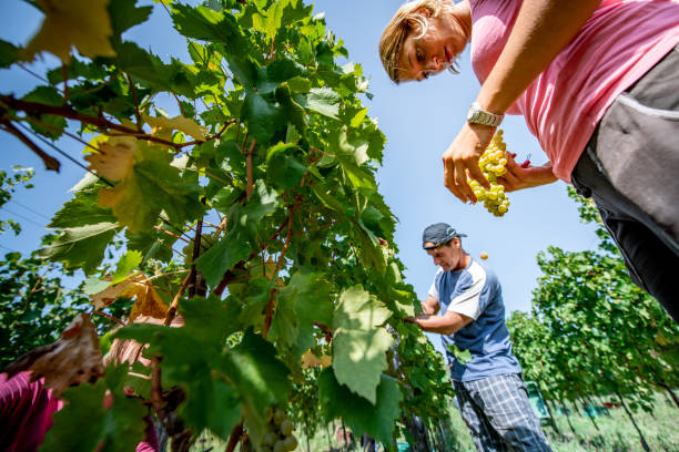 istock Young Woman and Man Working in Vineyard 1051762906