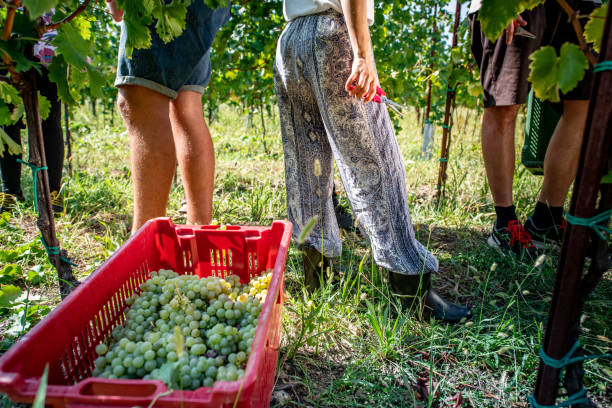 istock Group of People Standing in Vineyard After Grape Harvesting 1051762958