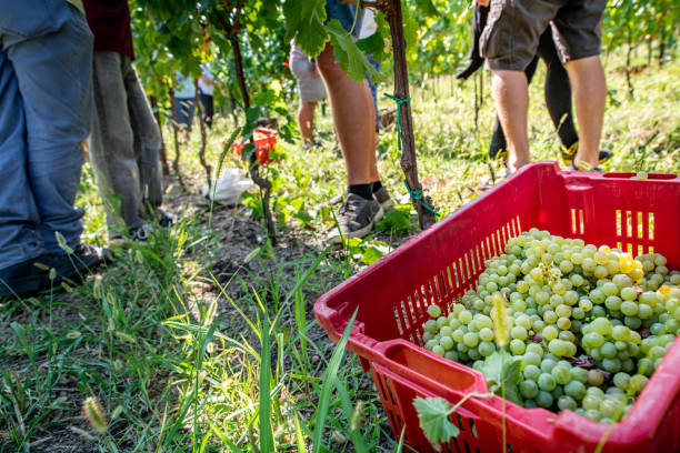 istock Group of People Standing in Vineyard After Grape Harvesting 1051762964