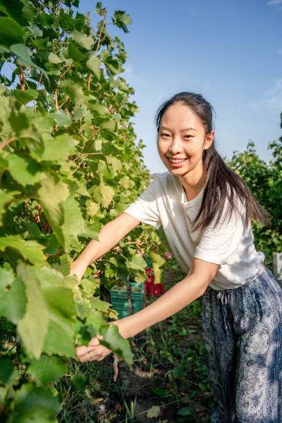 istock Young Smiling Chinese Woman Harvesting Grapes 1051762970