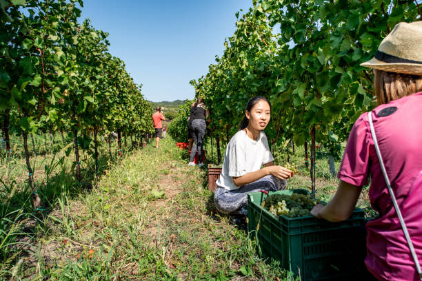 istock Multi-Ethnic Group of People Harvesting Grapes 1051762972