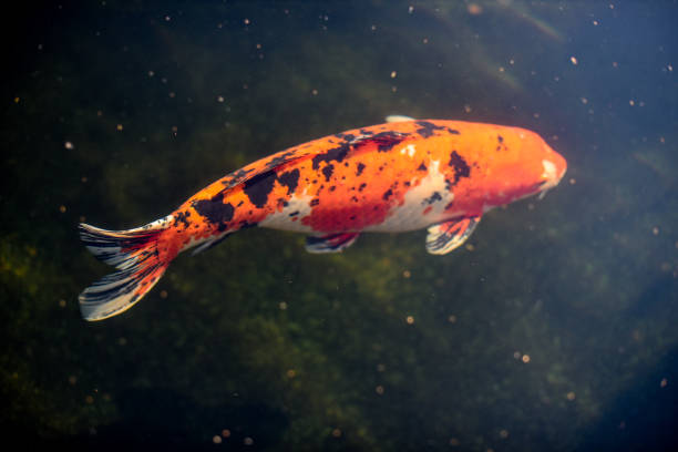 istock Close up of a single Koi swimming in a pond 1051763692