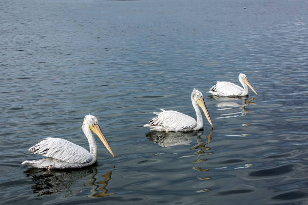 istock Pelican bird on the sea, wild life. 1051767218