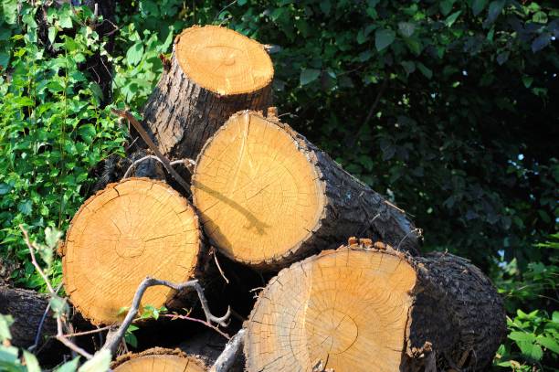 istock Pile of tree trunks cut in natural environment. 1051772504