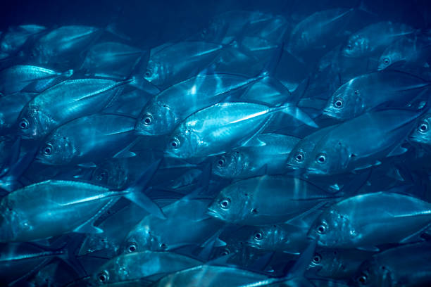 istock Flock of fish under water 1051773988