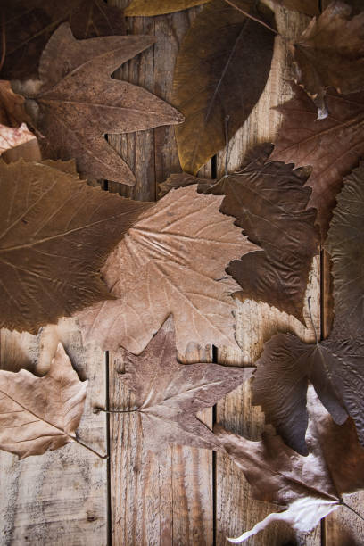 istock Autumn background - dry leaves 1051774038