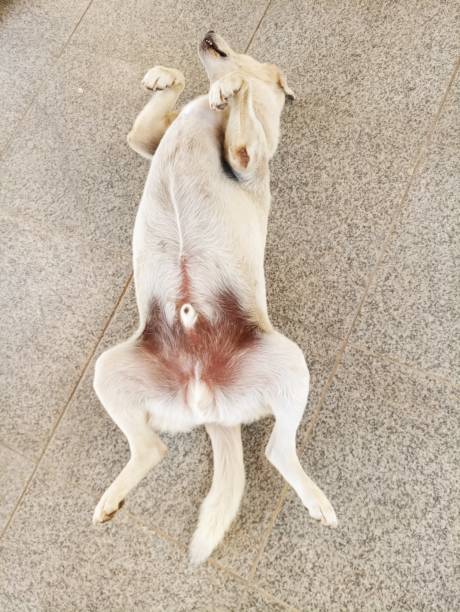 istock stray dog lying  backwards at istanbul turkey 1051777438